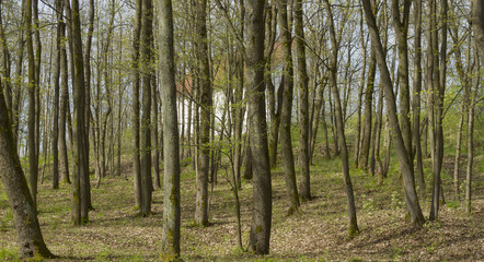 Fototapeta premium Sping in the forset