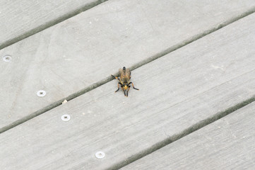 Wild bee in deck