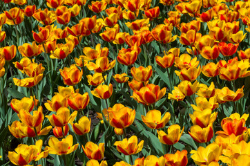 Blooming red and yellow tulips