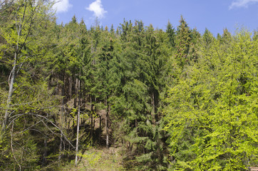 Fototapeta na wymiar Summer forest in mountains