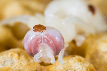 Varroamilben (Varroa destructor) an einer Puppe Drohne im Bienenstock der Biene (Apis mellifera)