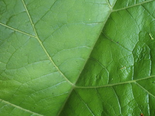 Leaf macro background