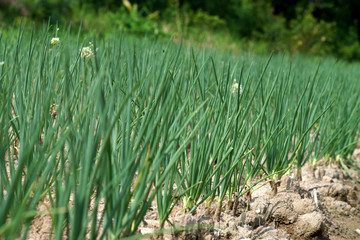 onions tree in the vegetable garden.