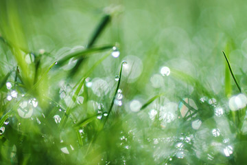Fresh morning dew on spring grass, natural green background