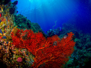 Fototapeta na wymiar Banka Island, Unterwasser