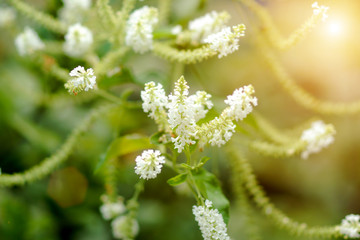 Wildflowers White And aromatic