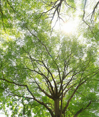 Fototapeta premium green forest background in a sunny day