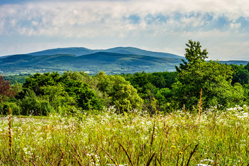 Obraz premium Alpine meadow with tall grass