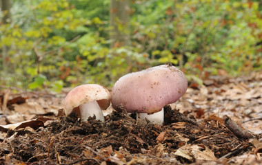 Russula azurea mushroom with forest trees in the background