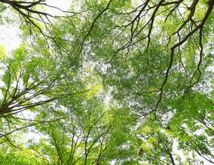 green forest background in a sunny day