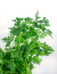 Fresh green parsley isolated on white background, food ingredien