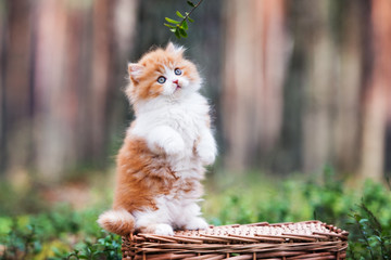 playful fluffy kitten in the forest © otsphoto