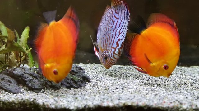 discus