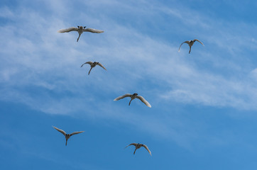 Silhouettes of flying swans on blue sky