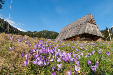 Crocuses in the grass on the mountain meadow, Tatra, Poland