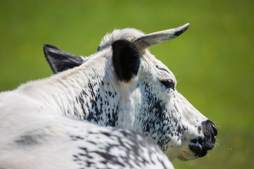 vache de race Vosgienne