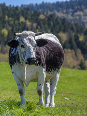 vache de race Vosgienne