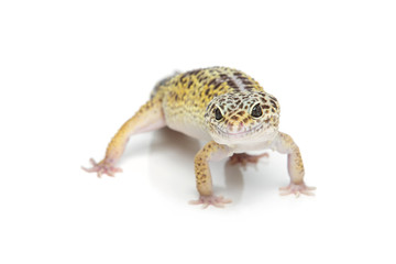 Small gicon lizard