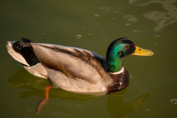 Schwimmende Ente im See