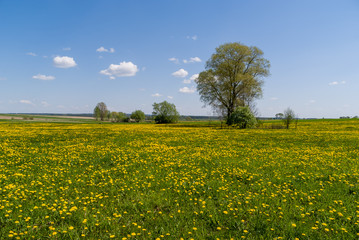 Wiosna na Podlasiu - obrazy, fototapety, plakaty