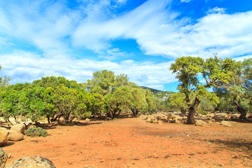 Fototapeta premium A view of a National Park 