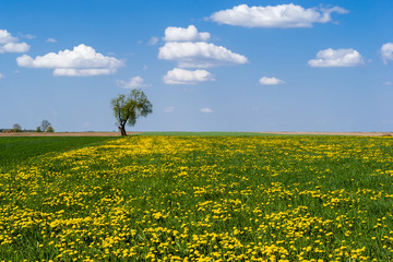 Wiosna na Podlasiu © podlaski49