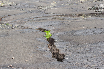 Plant sprouting in the stone. Herb desert. 
