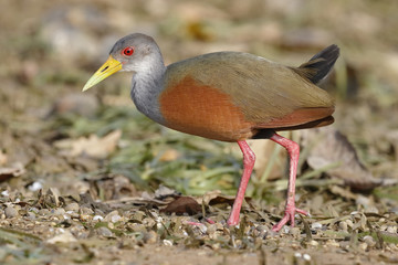 Obraz premium Gray-Necked Wood Rail - Panama