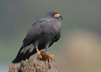 Male Snail Kite with an Apple Snail in its Talons
