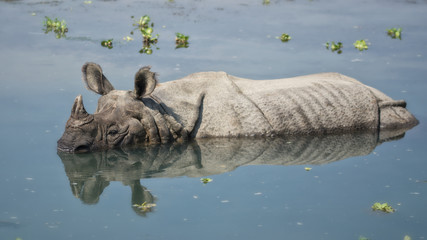 Rhinocéros se baignant dans la rivière dans le parc national de Chitwan, Népal