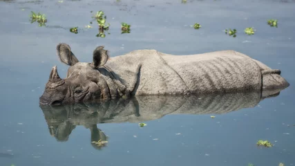 Crédence de cuisine en verre imprimé Rhinocéros Rhinocéros se baignant dans la rivière dans le parc national de Chitwan, Népal
