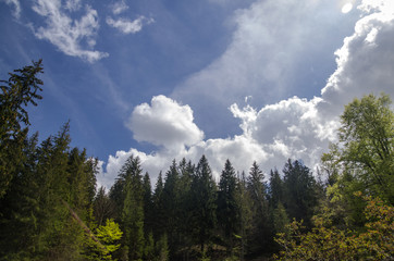Mountain forest in rays of summer sun