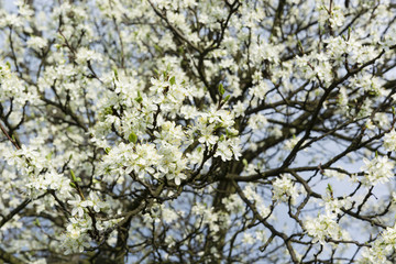 white flowers plum tree in the garden