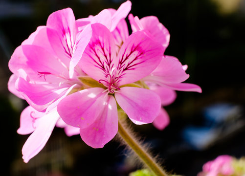 Pelargonium graveolens