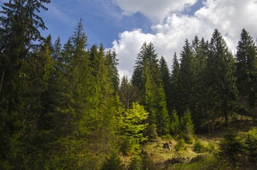 Obraz premium Green mountain forest in the light of summer sun