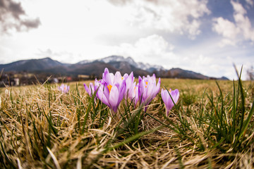 Krokusowy poranek © blackspeed