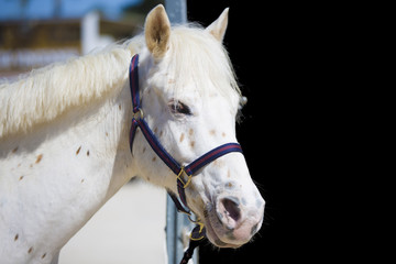 Tête de cheval de concours hippique