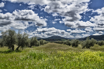 olivos bajo las nubes de primavera