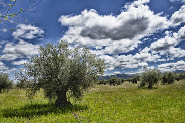 Fototapeta na wymiar olivos bajo nubes