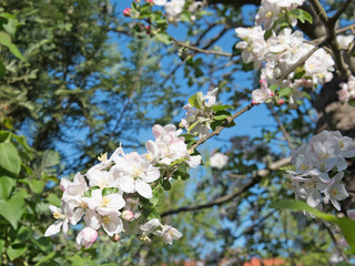 Blühender Apfelbaum, Malus