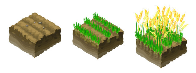gold grains to grow grain