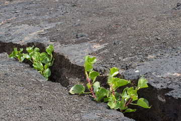 Plant sprouting in the stone. Herb desert. 