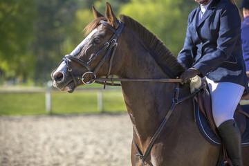 Le cheval et son cavalier