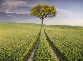 Fototapeta na wymiar lonely tree in a field 