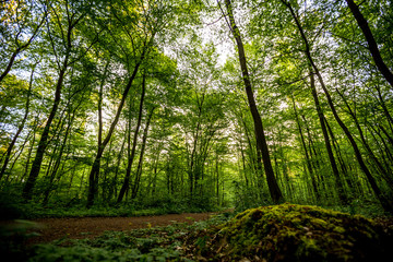 Laubwald in der aufgehenden Morgensonne