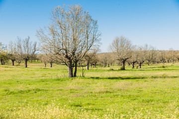 Green grass on a golf field, Alberca, Castilla y Leon