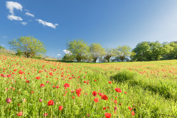 Fototapeta na wymiar Wildflowers poppies under olive trees in Tuscany.