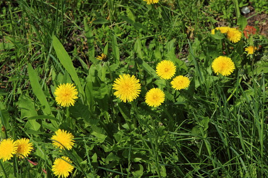 Fototapeta yellow dandelions on green grass