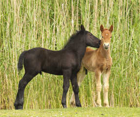 Two cute brown and black foal