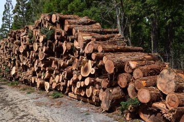 杉の丸太／伐採業者が杉の木を伐採した直後に撮影した丸太の写真です。森の中に積まれた丸太の大きさは、直径約20cm～50cm位です。